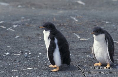 Gentoo Penguin s0222.jpg