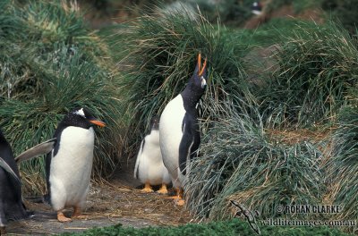Gentoo Penguin s0224.jpg