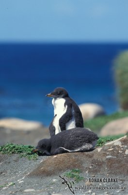 Gentoo Penguin s0225.jpg