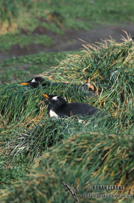 Gentoo Penguin s0227.jpg