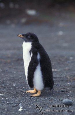 Gentoo Penguin s0228.jpg