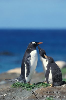 Gentoo Penguin s0230.jpg