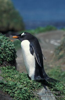 Gentoo Penguin s0231.jpg