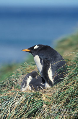 Gentoo Penguin s0234.jpg