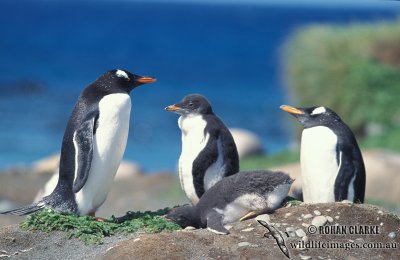 Gentoo Penguin s0236.jpg