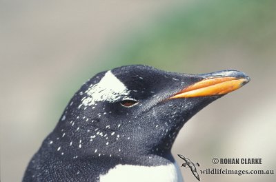 Gentoo Penguin (NZ vagrant)