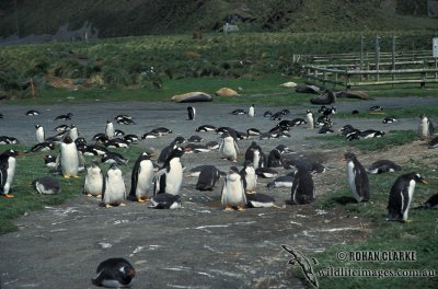 Gentoo Penguin s0240.jpg