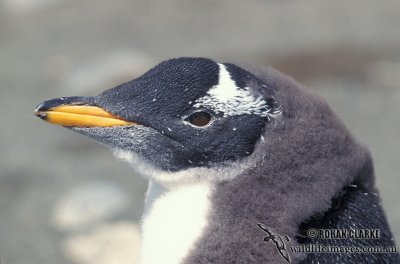 Gentoo Penguin s0241.jpg