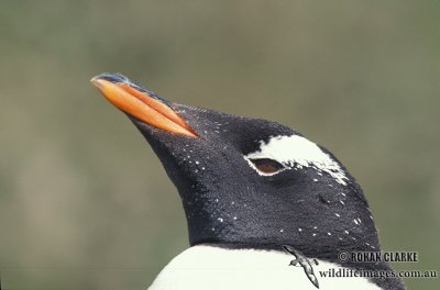 Gentoo Penguin s0242.jpg