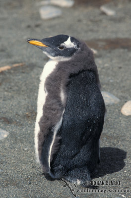 Gentoo Penguin s0243.jpg