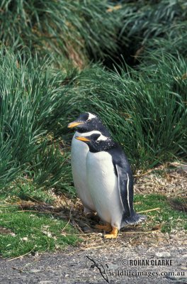Gentoo Penguin s0244.jpg