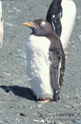 Gentoo Penguin s0245.jpg