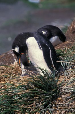 Gentoo Penguin s0246.jpg