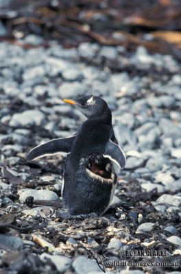 Gentoo Penguin s0247.jpg