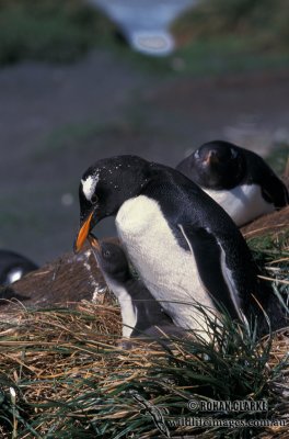 Gentoo Penguin s0248.jpg