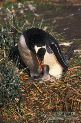 Gentoo Penguin s0249.jpg