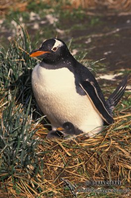 Gentoo Penguin s0253.jpg