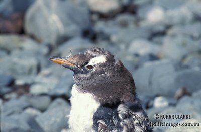 Gentoo Penguin s0254.jpg