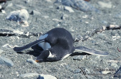 Gentoo Penguin s0256.jpg