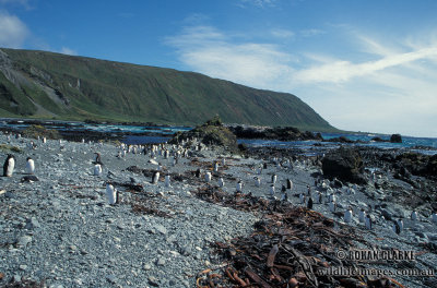 Gentoo Penguin s0258.jpg