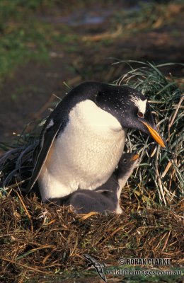Gentoo Penguin s0259.jpg