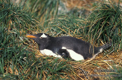 Gentoo Penguin s0261.jpg