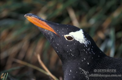 Gentoo Penguin s0262.jpg