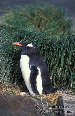 Gentoo Penguin s0263.jpg