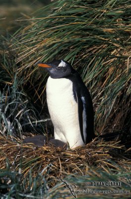 Gentoo Penguin s0264.jpg