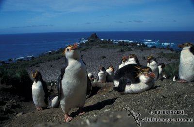 Royal Penguin s0348.jpg