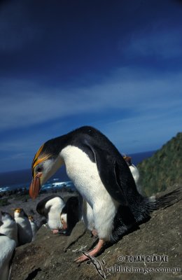 Royal Penguin s0349.jpg