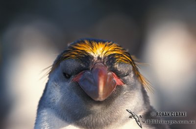 Royal Penguin s0362.jpg
