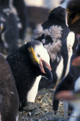 Royal Penguin s0363.jpg
