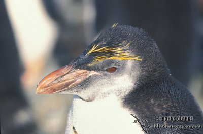 Royal Penguin s0367.jpg