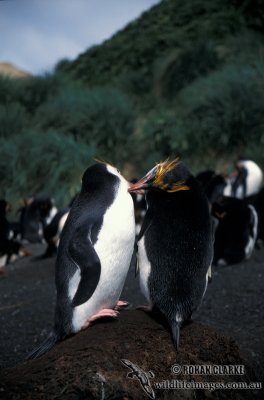 Royal Penguin s0372.jpg