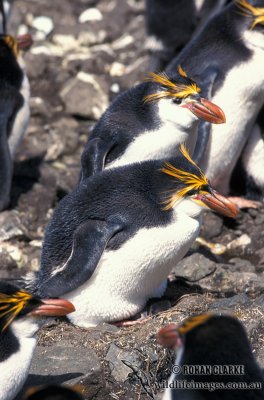 Royal Penguin s0375.jpg