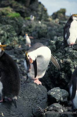 Royal Penguin s0379.jpg