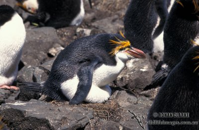 Royal Penguin s0381.jpg