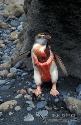 Royal Penguin s0382.jpg