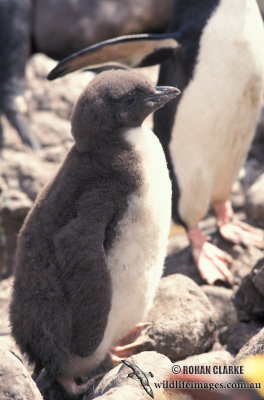 Royal Penguin s0389.jpg