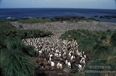 Royal Penguin s0391.jpg