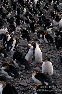 Royal Penguin s0400.jpg