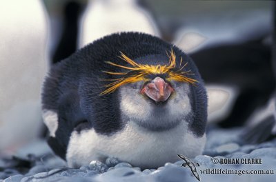 Royal Penguin s0401.jpg