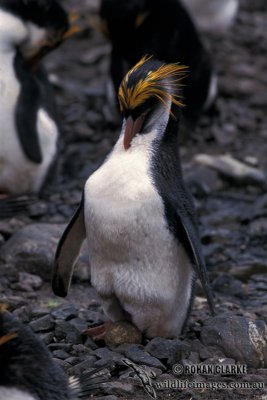 Royal Penguin s0403.jpg