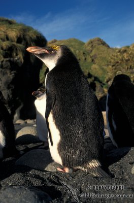 Royal Penguin s0405.jpg