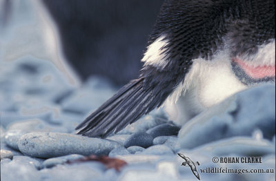 Royal Penguin s0407.jpg