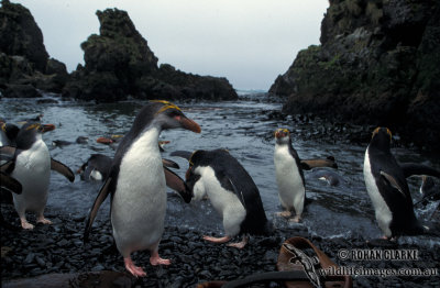 Royal Penguin s0410.jpg