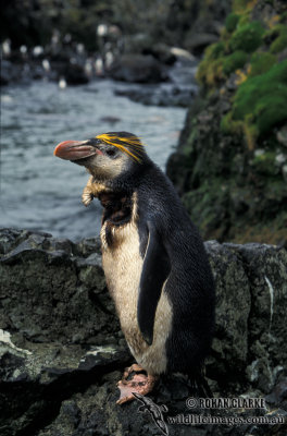 Royal Penguin s0412.jpg