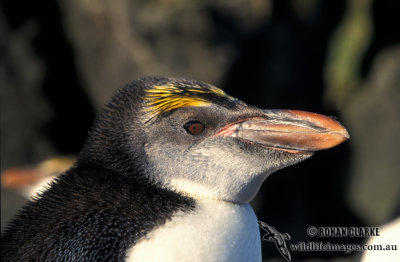 Royal Penguin s0418.jpg