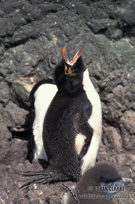 Rockhopper Penguin s0266.jpg